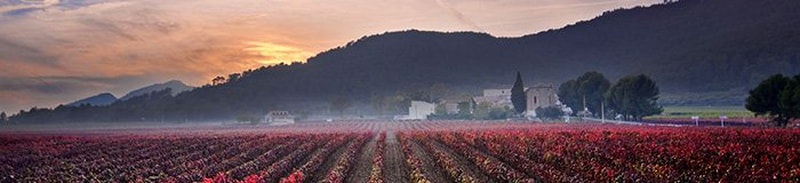 Italië wijngaard